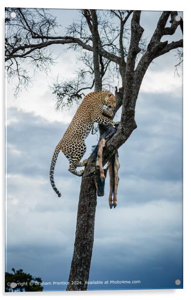 Leopard Wildlife Kill Acrylic by Graham Prentice