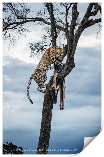 Leopard Wildlife Kill Print by Graham Prentice