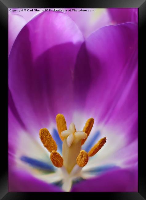 Tulip Framed Print by Carl Shellis