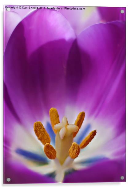 Tulip Acrylic by Carl Shellis