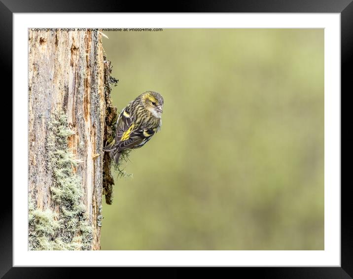 Siskin  Framed Mounted Print by Angela Aird