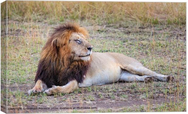 Lion Resting Morning Masai Mara Canvas Print by Graham Prentice