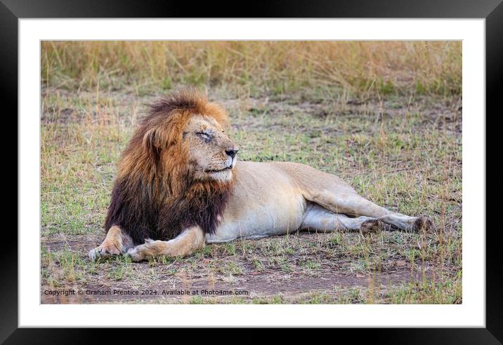 Lion Resting Morning Masai Mara Framed Mounted Print by Graham Prentice