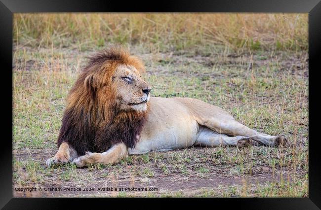 Lion Resting Morning Masai Mara Framed Print by Graham Prentice