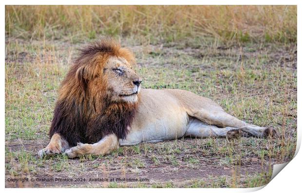 Lion Resting Morning Masai Mara Print by Graham Prentice