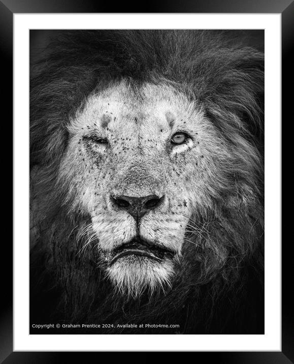 Mara Lion Elderly Monochrome Framed Mounted Print by Graham Prentice