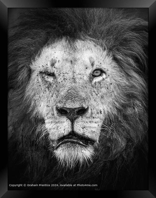 Mara Lion Elderly Monochrome Framed Print by Graham Prentice