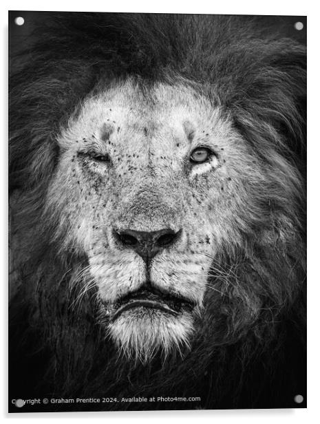 Mara Lion Elderly Monochrome Acrylic by Graham Prentice