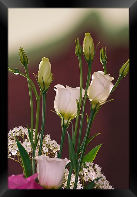 White Rose Elegance Framed Print by Stuart Jack