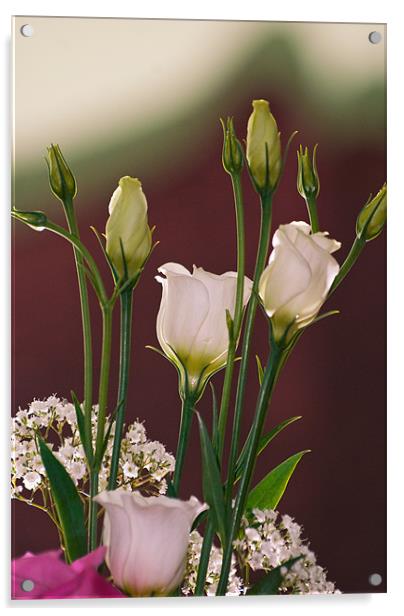 White Rose Elegance Acrylic by Stuart Jack