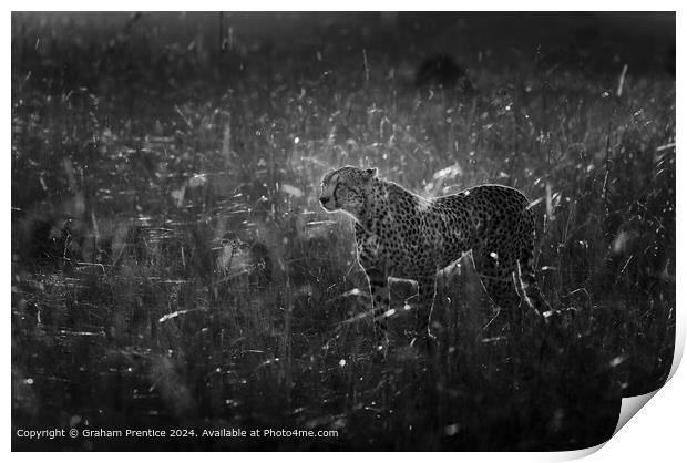 Cheetah, Backlit, Grassland Print by Graham Prentice