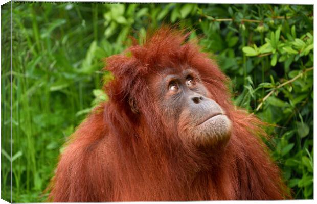 Orangutan Contemplating Sky Wildlife Canvas Print by rawshutterbug 
