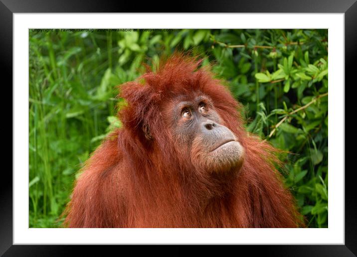 Orangutan Contemplating Sky Wildlife Framed Mounted Print by rawshutterbug 