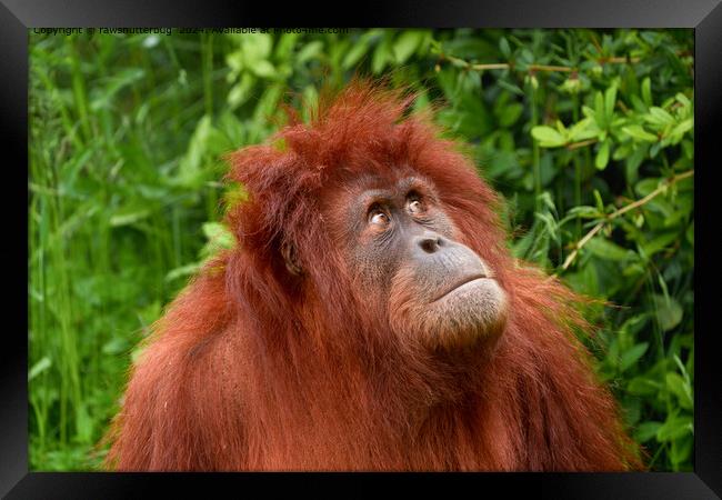 Orangutan Contemplating Sky Wildlife Framed Print by rawshutterbug 