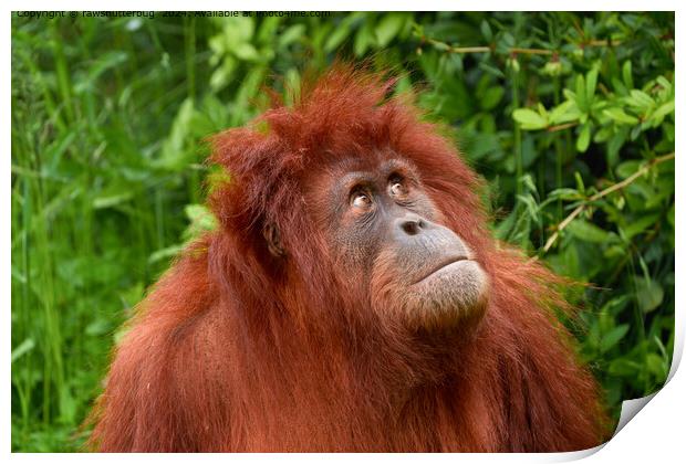 Orangutan Contemplating Sky Wildlife Print by rawshutterbug 