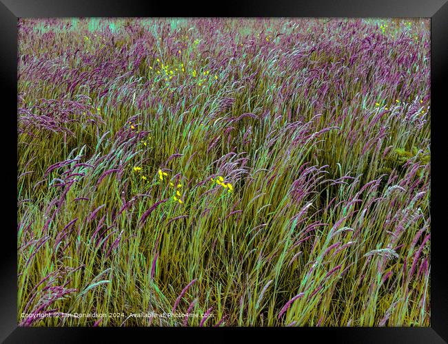 Summer Meadow Framed Print by Ian Donaldson