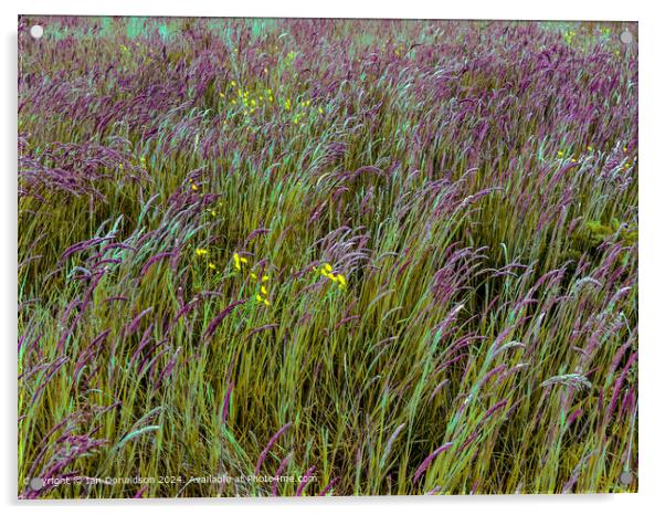 Summer Meadow Acrylic by Ian Donaldson