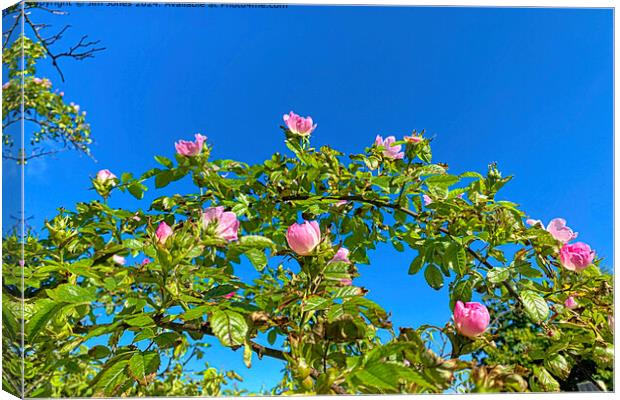 Pink roses under a clear blue sky Canvas Print by Jim Jones