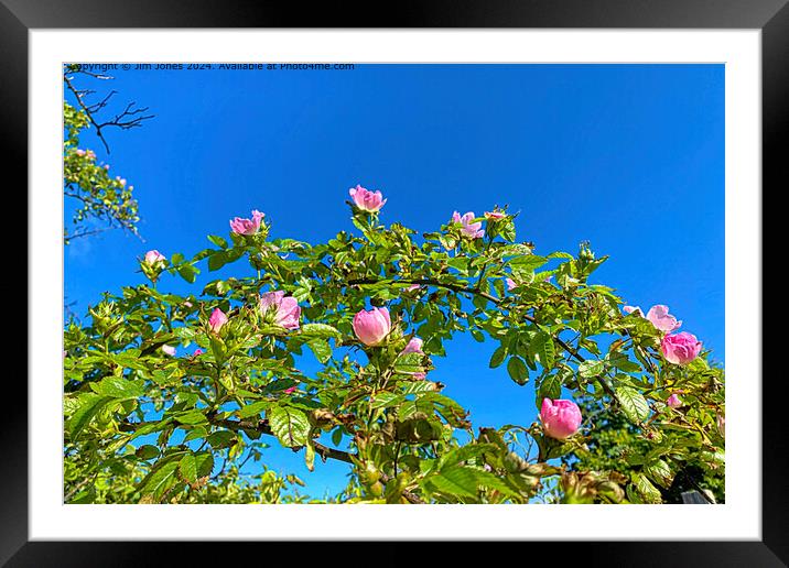 Pink roses under a clear blue sky Framed Mounted Print by Jim Jones