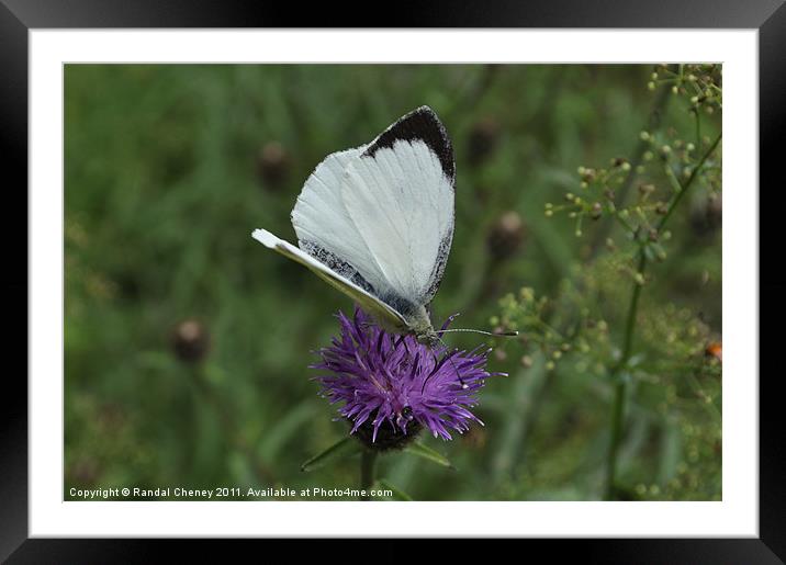 Large White Butterfly Framed Mounted Print by Randal Cheney