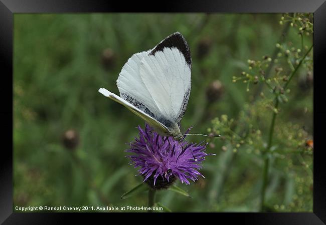 Large White Butterfly Framed Print by Randal Cheney