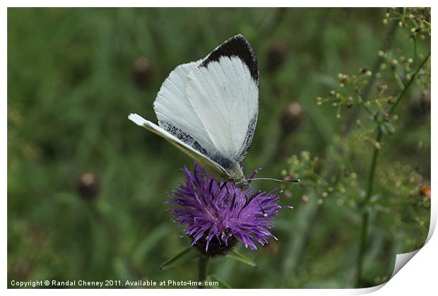 Large White Butterfly Print by Randal Cheney