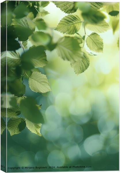 Fresh green leaves bask in the soft light of morning against a tranquil, misty forest backdrop Canvas Print by Mirjana Bogicevic
