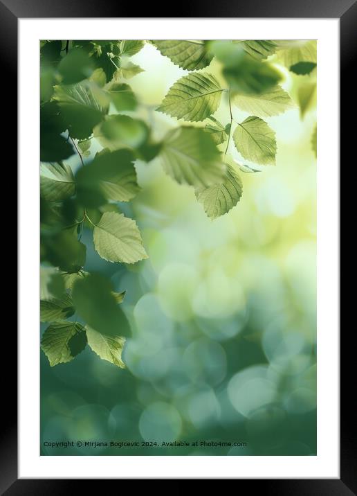 Fresh green leaves bask in the soft light of morning against a tranquil, misty forest backdrop Framed Mounted Print by Mirjana Bogicevic