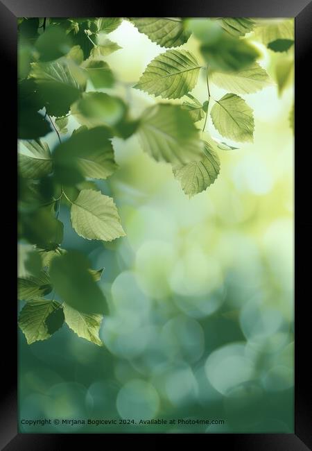 Fresh green leaves bask in the soft light of morning against a tranquil, misty forest backdrop Framed Print by Mirjana Bogicevic
