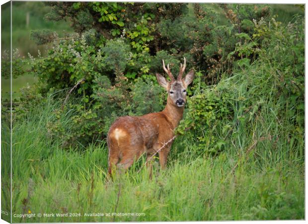 New Forest Deer Wildlife Canvas Print by Mark Ward