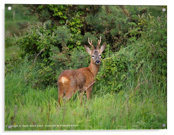 New Forest Deer Wildlife Acrylic by Mark Ward