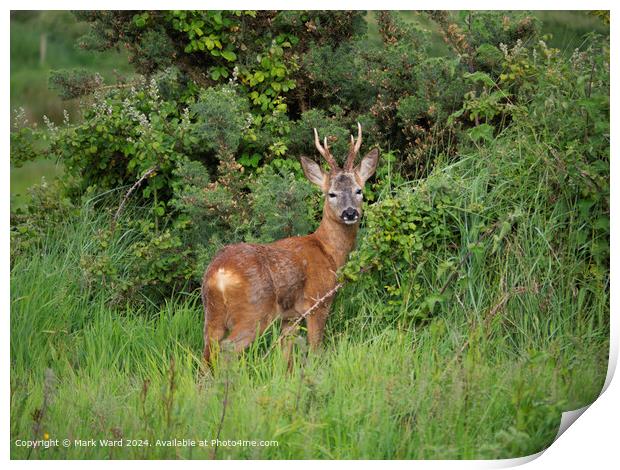 New Forest Deer Wildlife Print by Mark Ward