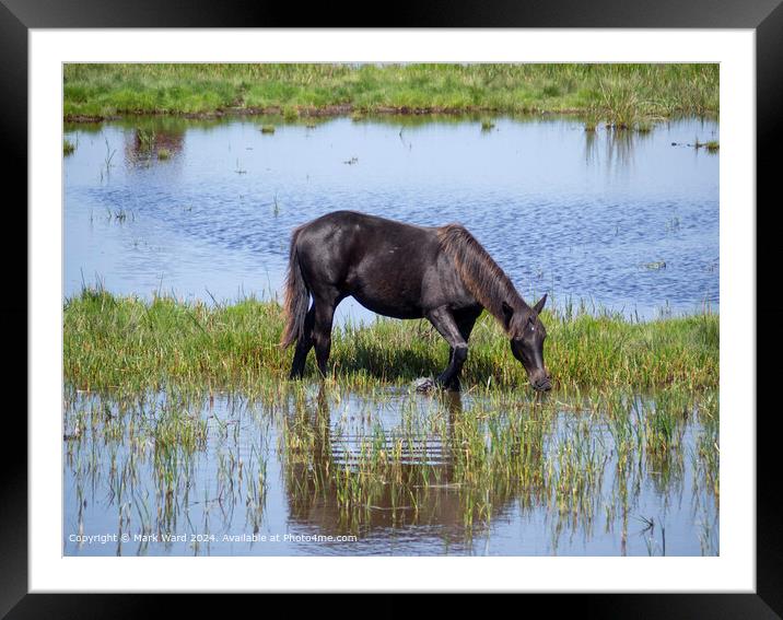 New Forest Pony Grazing: Nature, Wildlife, Lymington Framed Mounted Print by Mark Ward