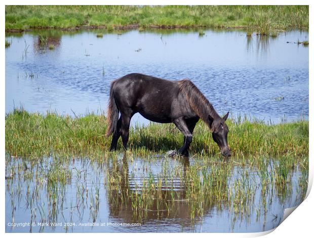 New Forest Pony Grazing: Nature, Wildlife, Lymington Print by Mark Ward