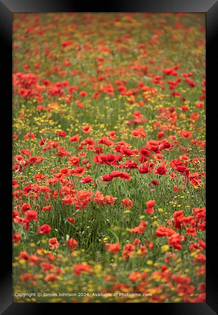 Sunlit Poppies and Meadow flowers Framed Print by Simon Johnson