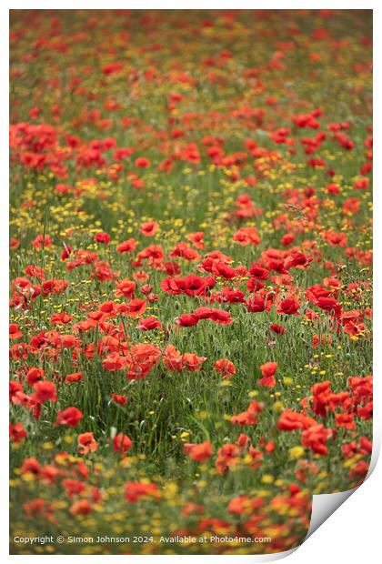 Sunlit Poppies and Meadow flowers Print by Simon Johnson