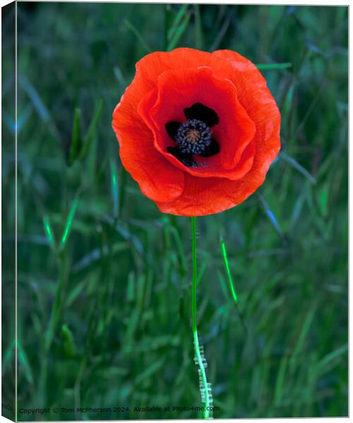 Solitary Poppy in Moray Canvas Print by Tom McPherson