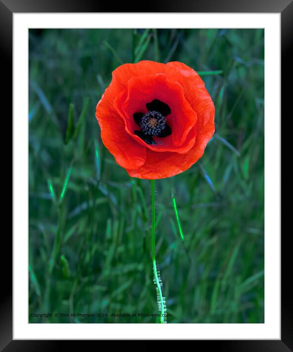 Solitary Poppy in Moray Framed Mounted Print by Tom McPherson