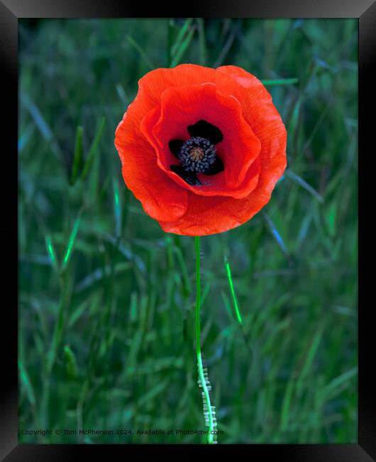 Solitary Poppy in Moray Framed Print by Tom McPherson