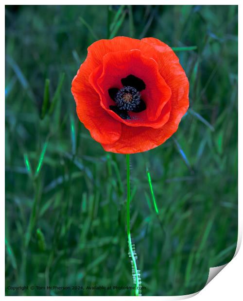 Solitary Poppy in Moray Print by Tom McPherson