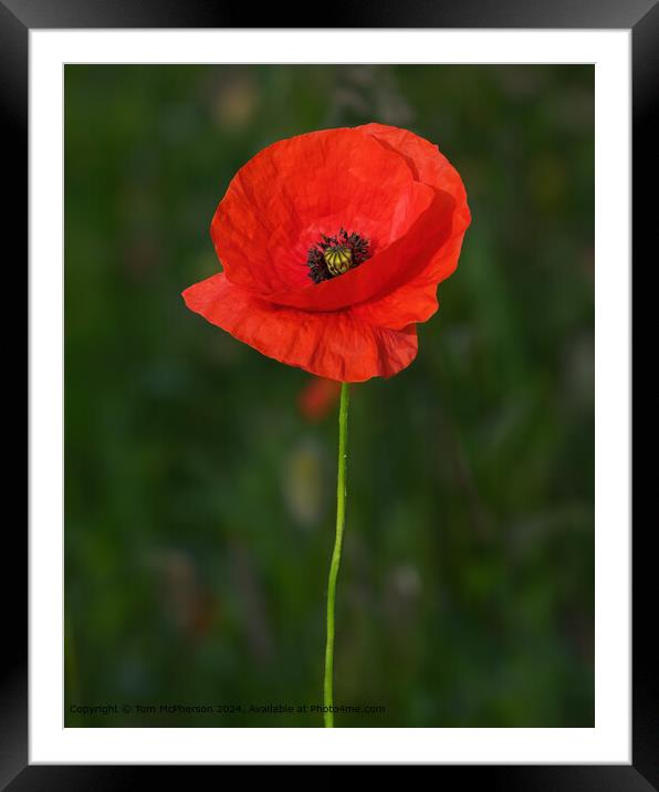 Solitary Poppy Flower Framed Mounted Print by Tom McPherson