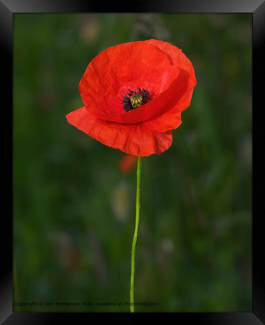 Solitary Poppy Flower Framed Print by Tom McPherson