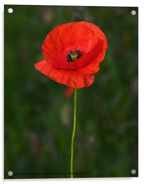 Solitary Poppy Flower Acrylic by Tom McPherson