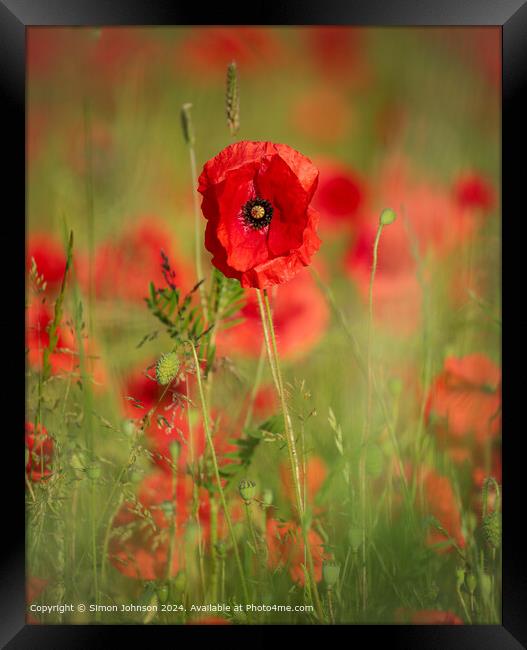 Sunlit Poppy Flower  Framed Print by Simon Johnson