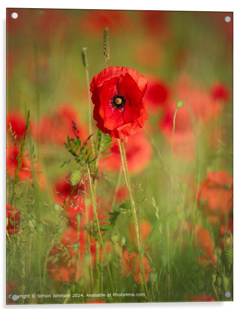 Sunlit Poppy Flower  Acrylic by Simon Johnson