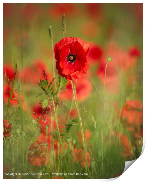 Sunlit Poppy Flower  Print by Simon Johnson