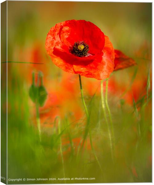 Sunlit Poppy Flower  Canvas Print by Simon Johnson