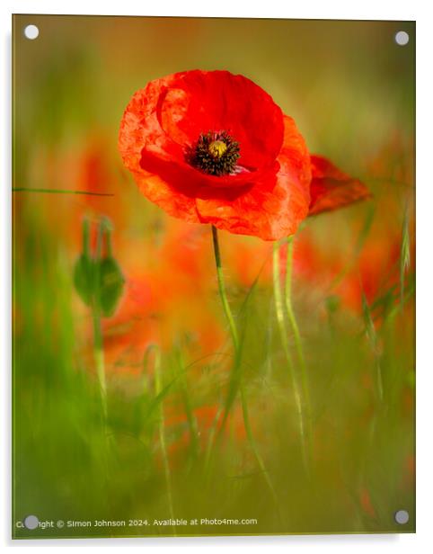 Sunlit Poppy Flower  Acrylic by Simon Johnson