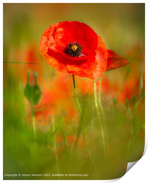 Sunlit Poppy Flower  Print by Simon Johnson