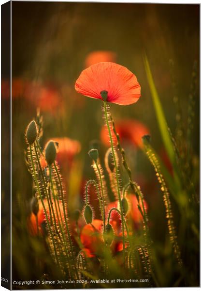 Vibrant Sunlit Poppy Field Canvas Print by Simon Johnson